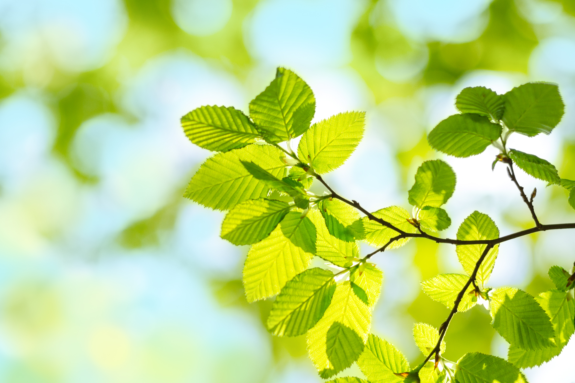 Spring green Leafs - defocused Background