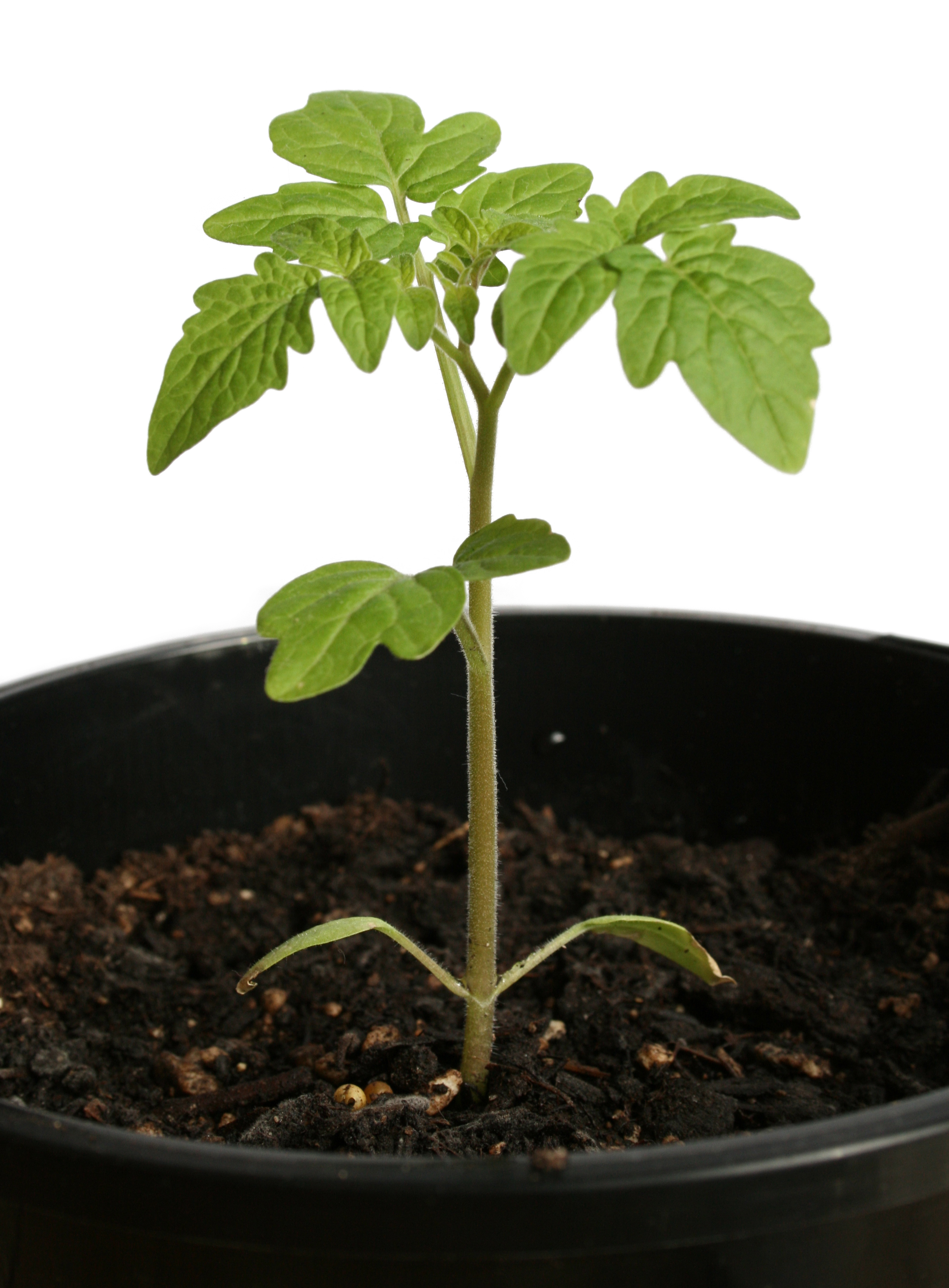 tomato plant