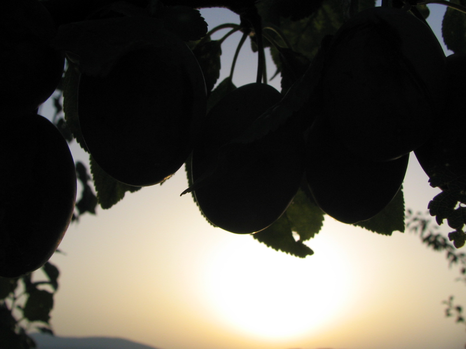 fruit in sun