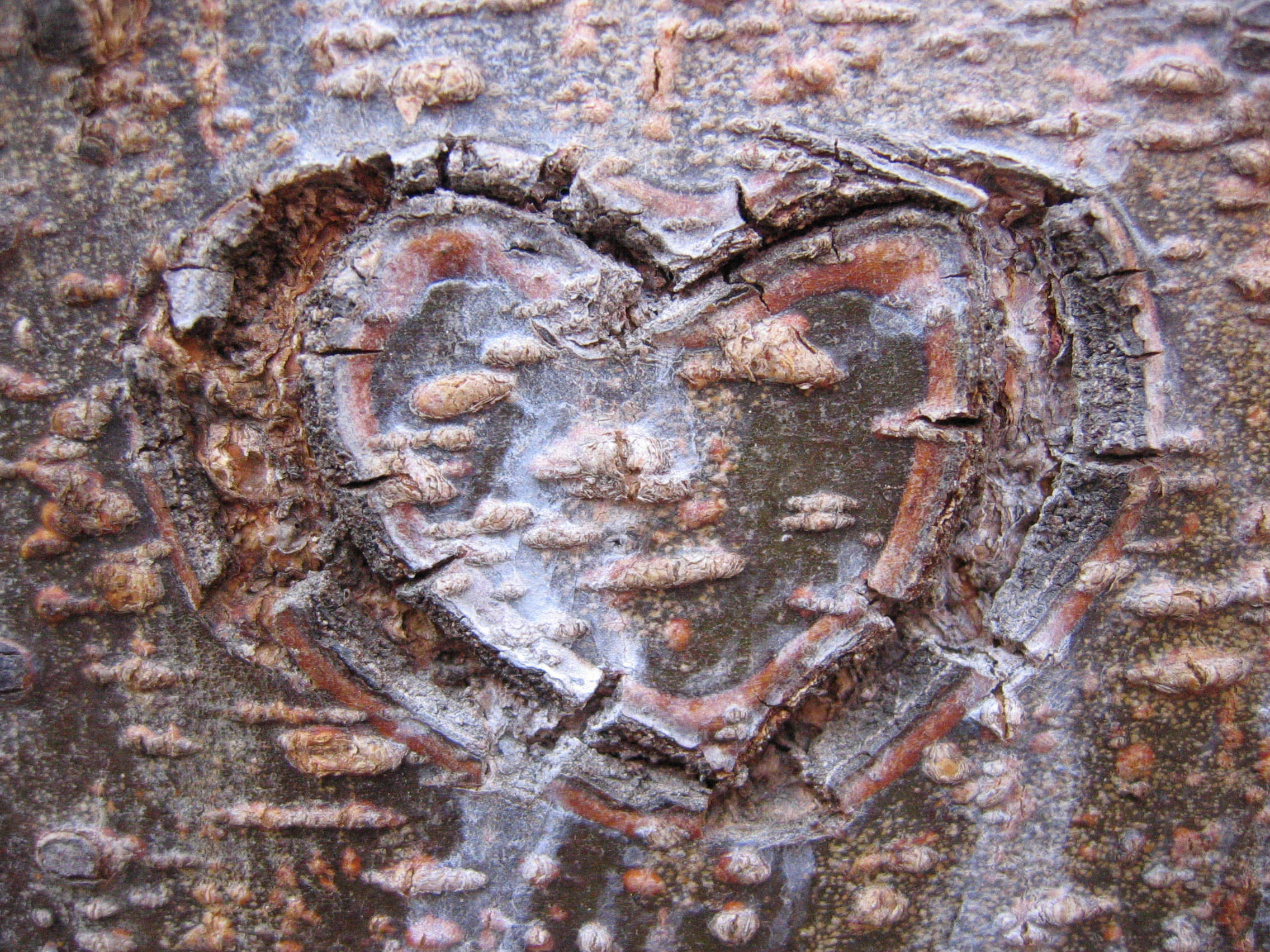 heart on tree trunk