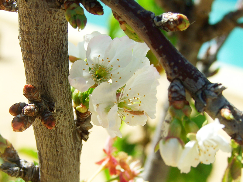 pollinated tree