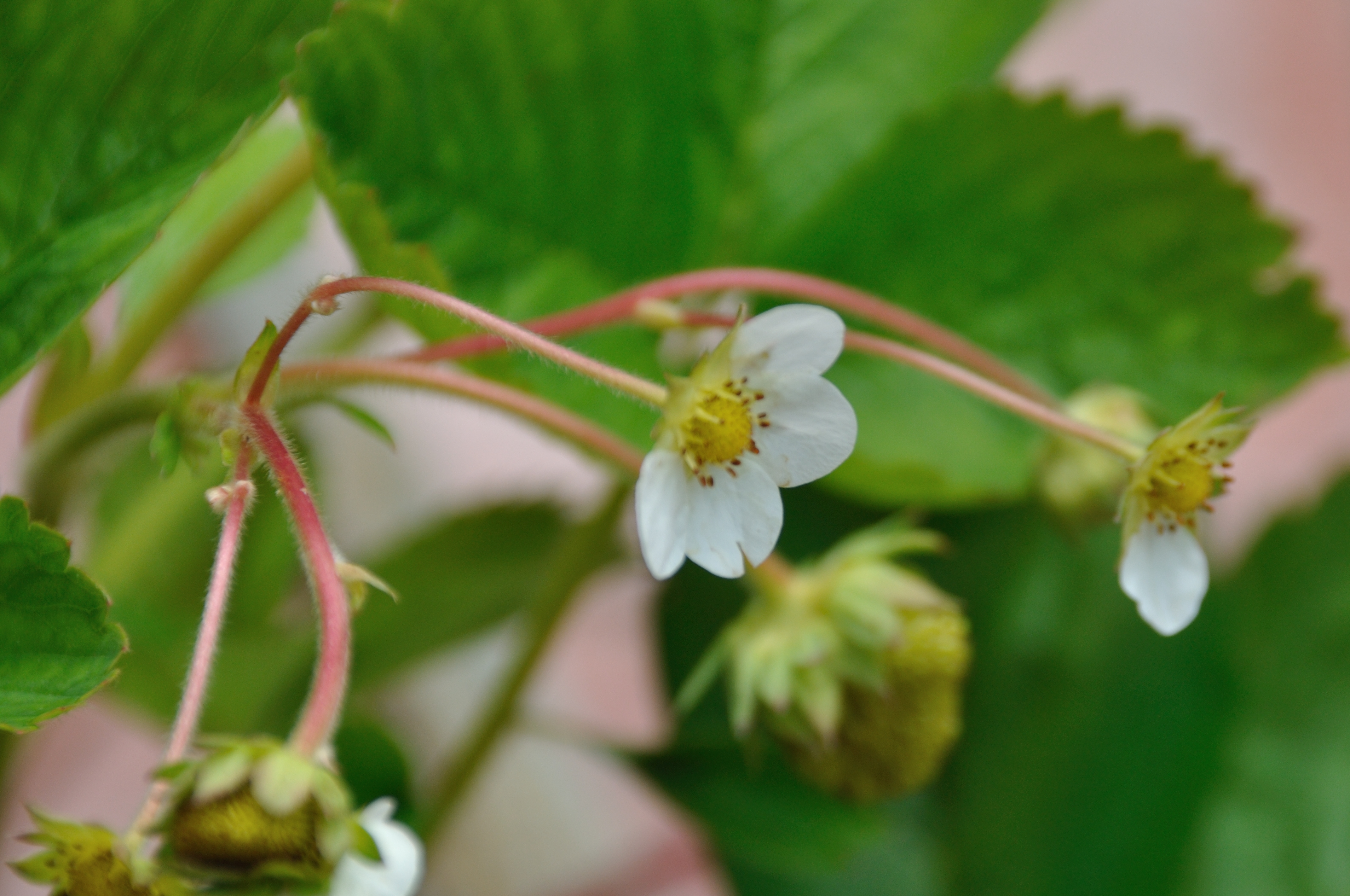 strawberry blossom