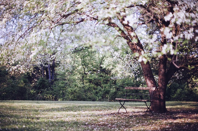 A Sheltering Tree